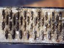 Clogged Radiator Core